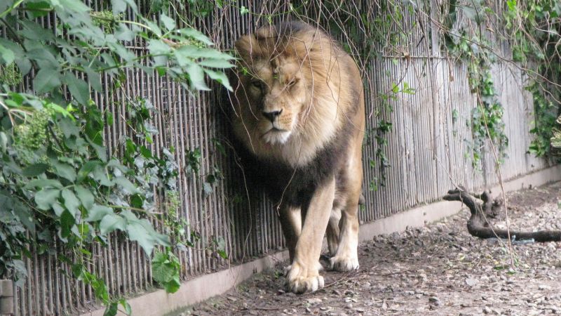 Denmark Zoo Seeks Unwanted Pets for Predators’ Diets
