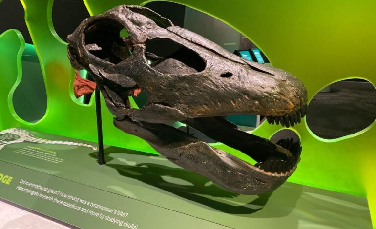 Dinosaur Teeth Uncover Secrets of Ancient Life in Texas