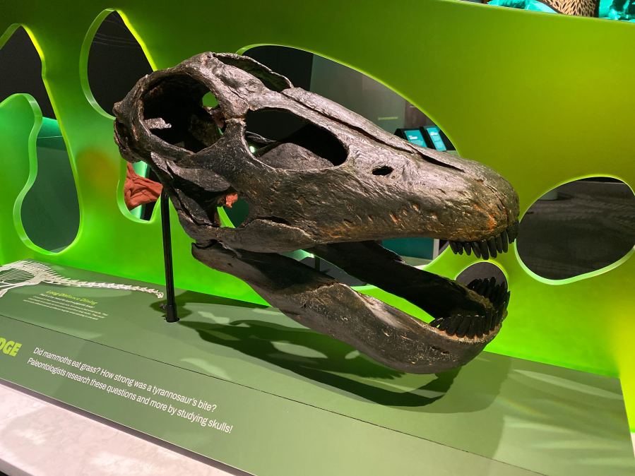 Dinosaur Teeth Uncover Secrets of Ancient Life in Texas