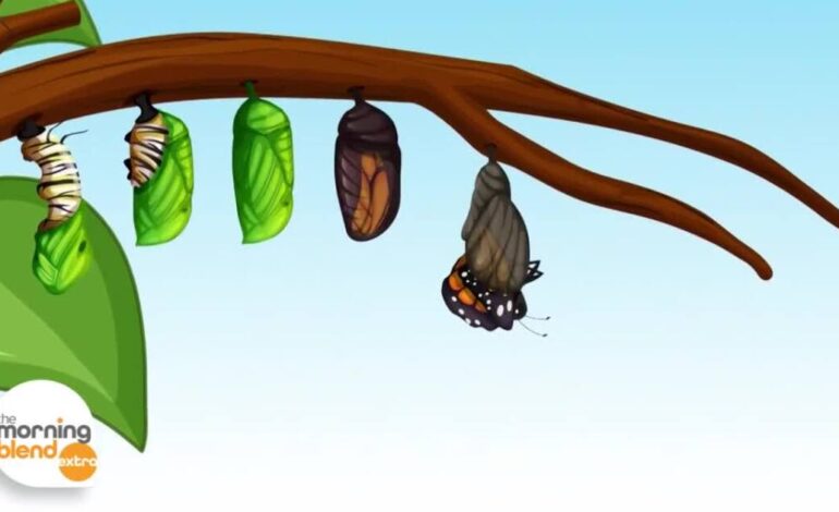 Discover How to Support Monarch Butterflies This Fall