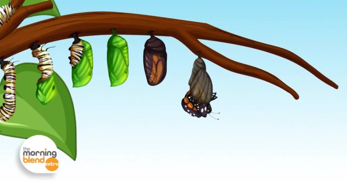 Discover How to Support Monarch Butterflies This Fall
