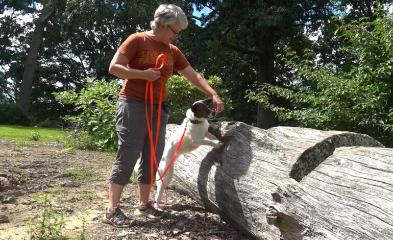 Dogs Join Battle Against Invasive Spotted Lanternfly in Virginia