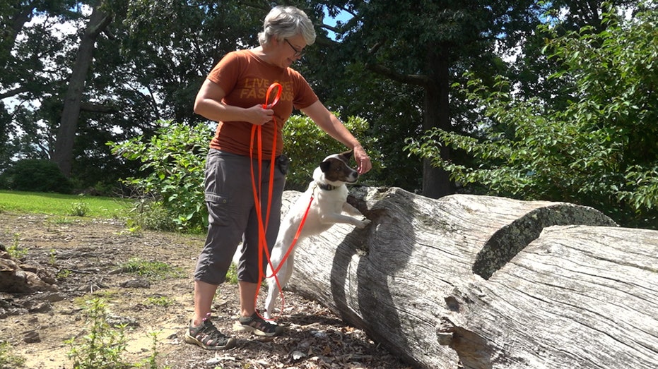 Dogs Join Battle Against Invasive Spotted Lanternfly in Virginia