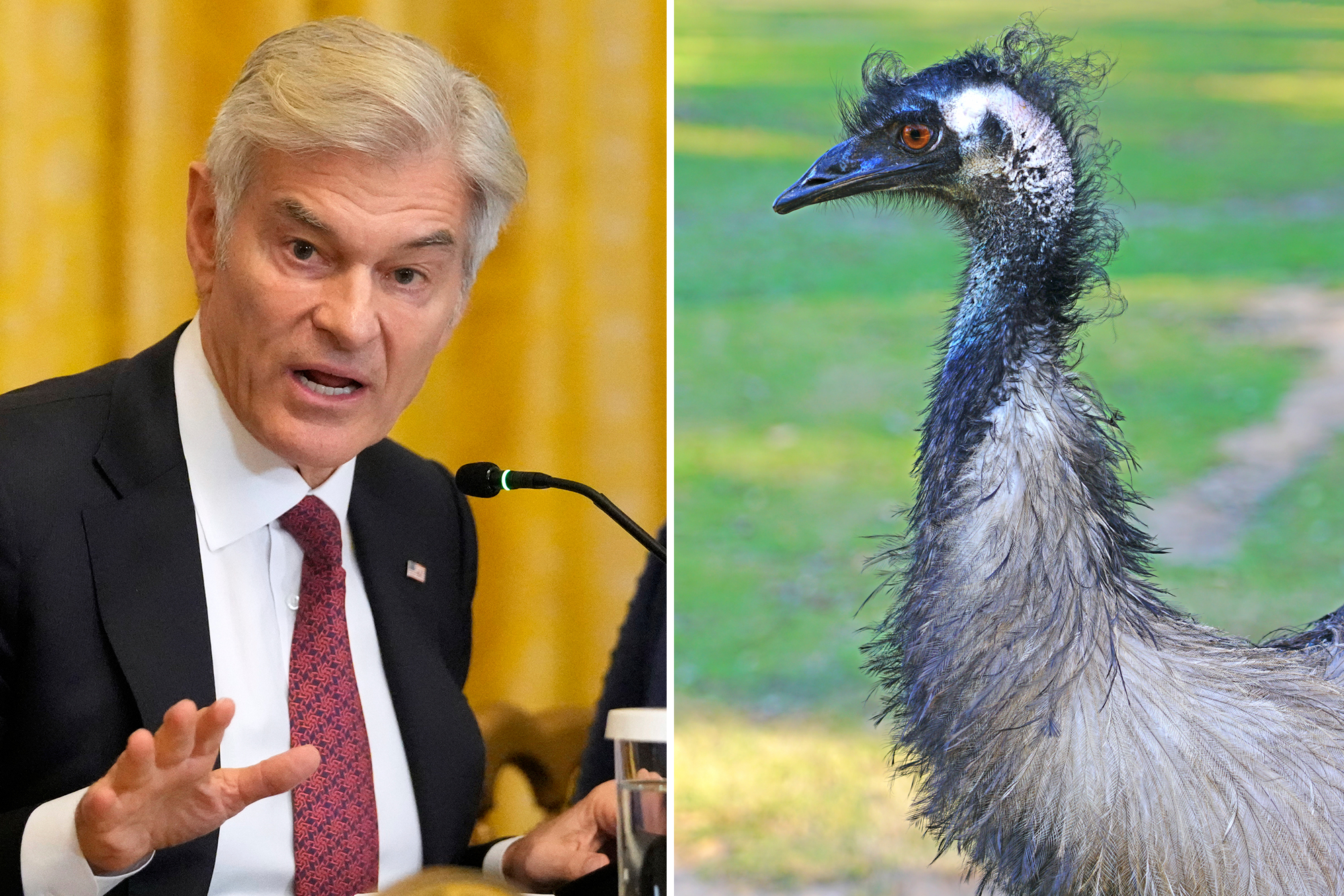 Dr. Oz Appeals to Canada to Save Ostriches from Cull Order