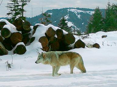 Drones Blast AC/DC to Protect Cattle from Wolves Now!