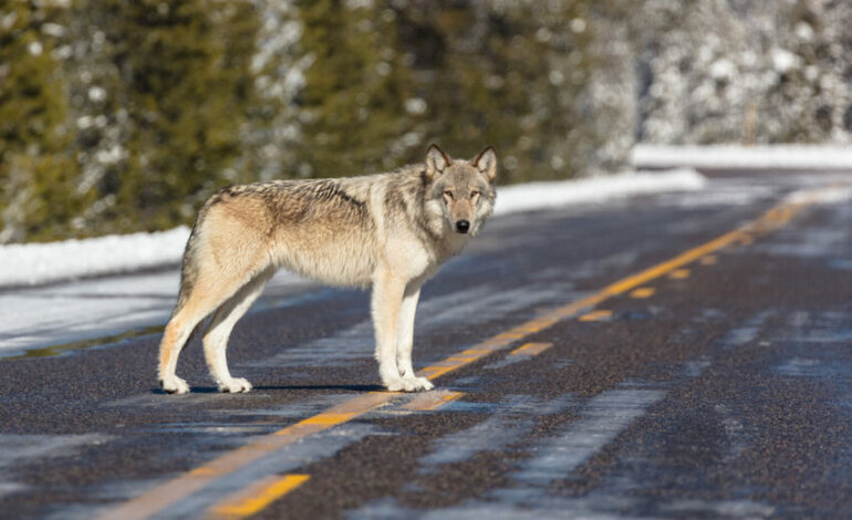 Federal Court Reinstates Endangered Status for Gray Wolves