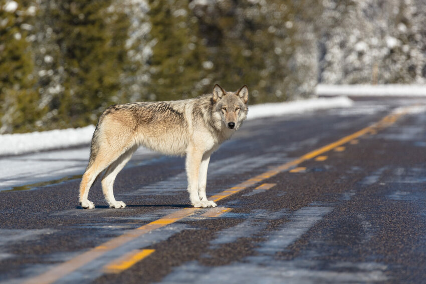 Federal Court Reinstates Endangered Status for Gray Wolves