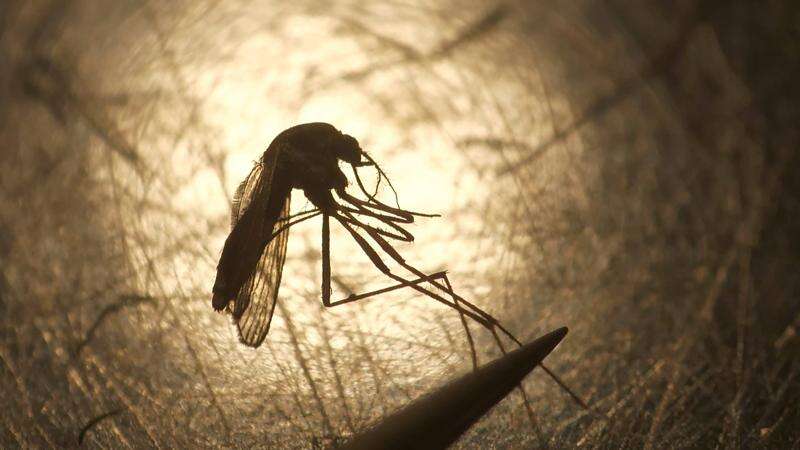 First West Nile Virus Case of 2025 Reported in La Plata County