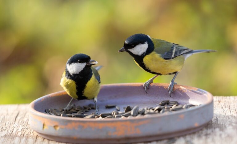Great Tits Exhibit Complex Social Dynamics in Breeding Habits