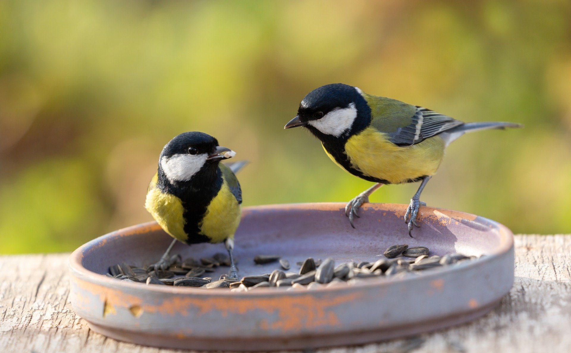 Great Tits Exhibit Complex Social Dynamics in Breeding Habits