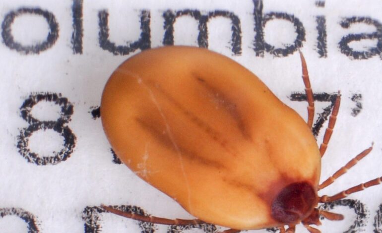 Justin Timberlake Reveals Lyme Disease Link as Tick Bites Surge