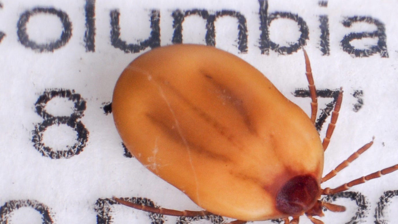 Justin Timberlake Reveals Lyme Disease Link as Tick Bites Surge
