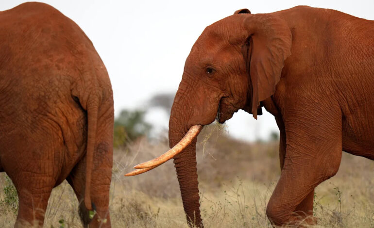 Kenyan Farmers Utilize Bees and Sesame to Deter Elephants