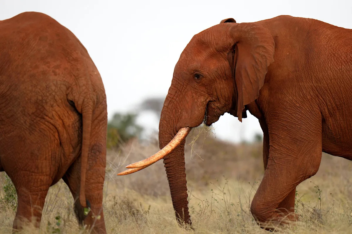 Kenyan Farmers Utilize Bees and Sesame to Deter Elephants