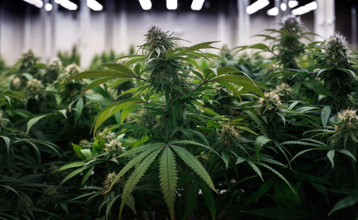 Legal Setback Hits New York’s Cannabis Market Amid Controversy