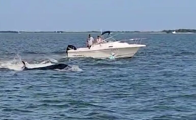 Minke Whale Collides with Boat, Dies Off Jersey Shore