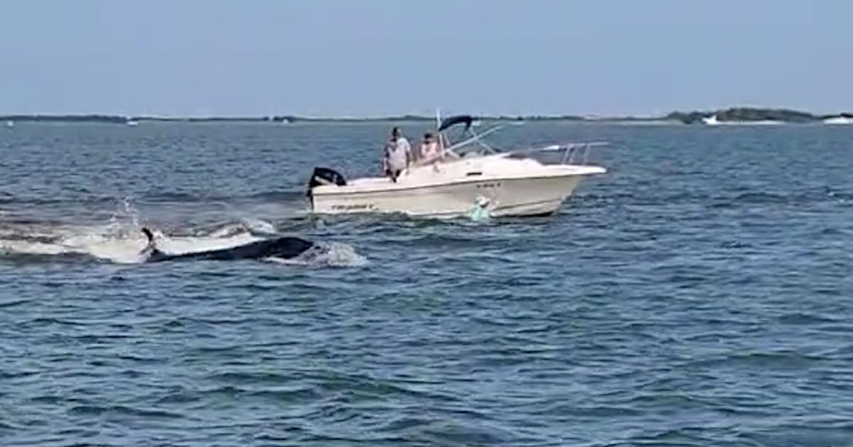 Minke Whale Collides with Boat, Dies Off Jersey Shore