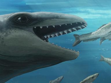 Newly Discovered Prehistoric Whale Reveals Evolutionary Secrets