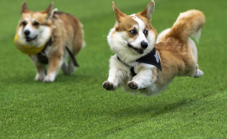 Over 120 Teams Race in Heartwarming Corgi Event in Vilnius