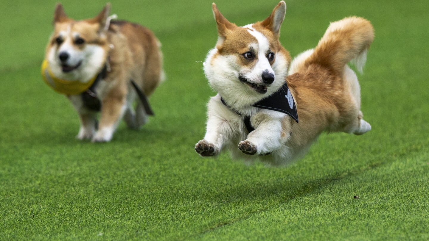 Over 120 Teams Race in Heartwarming Corgi Event in Vilnius