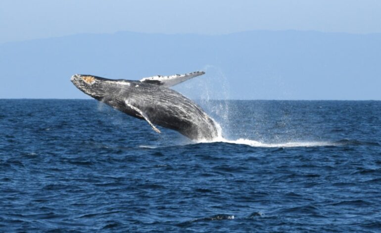 Over 150 Humpback Whales Spotted Off Sonoma Coast—See Them Now!