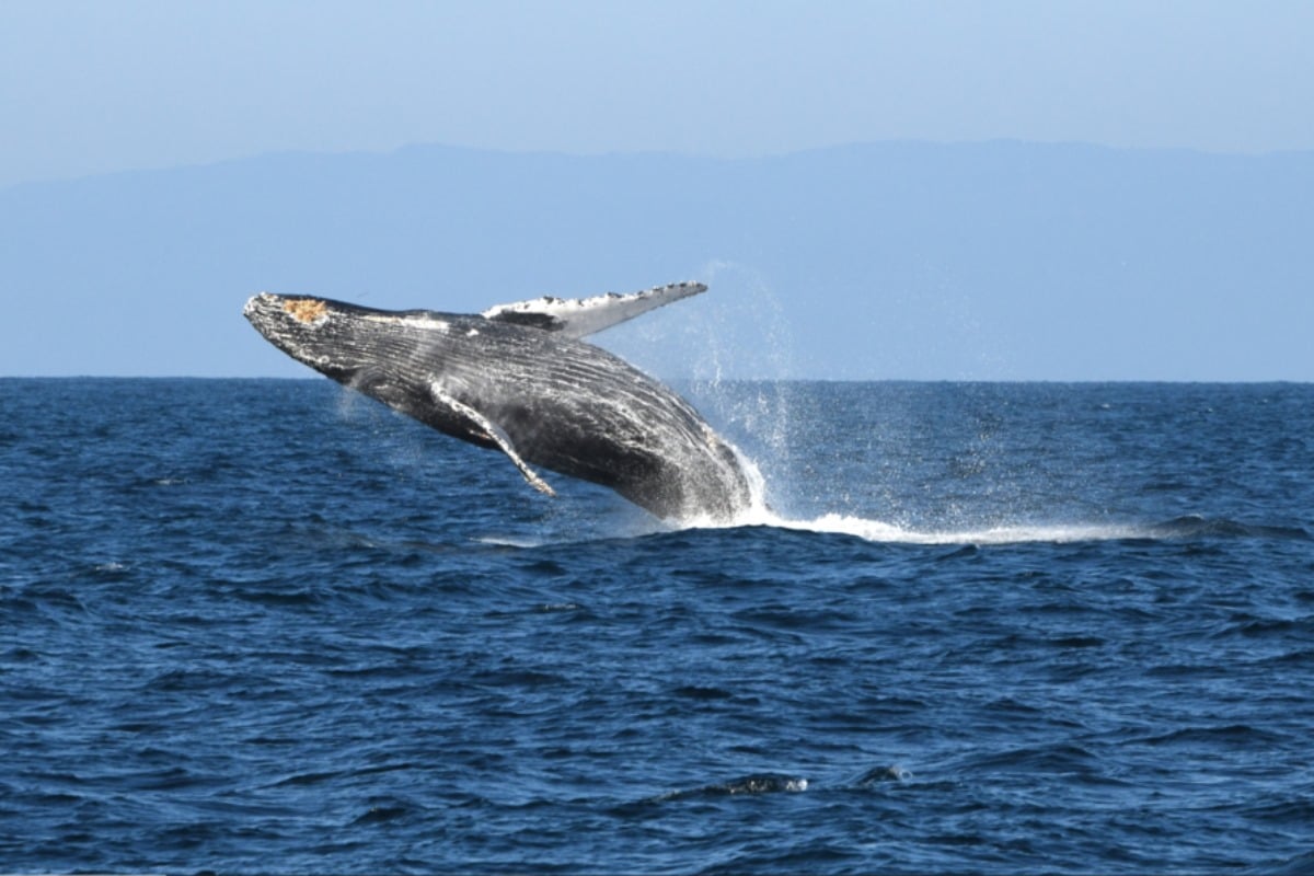 Over 150 Humpback Whales Spotted Off Sonoma Coast—See Them Now!