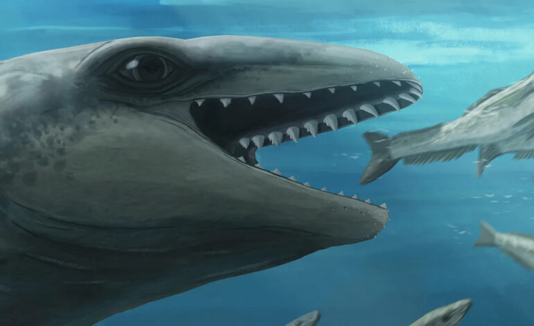 Rare Fossil Discovery Unlocks Secrets of Prehistoric Whale Evolution