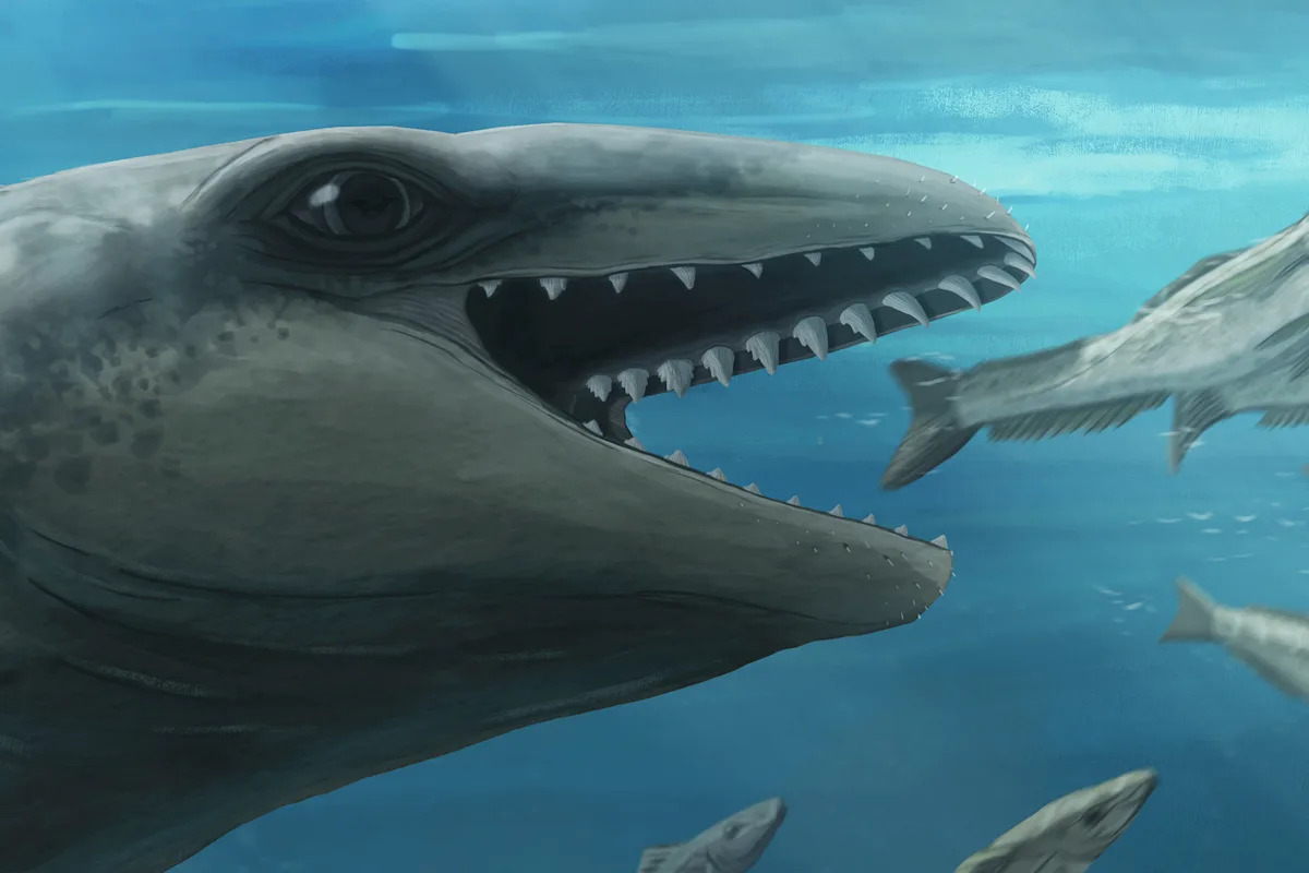 Rare Fossil Discovery Unlocks Secrets of Prehistoric Whale Evolution