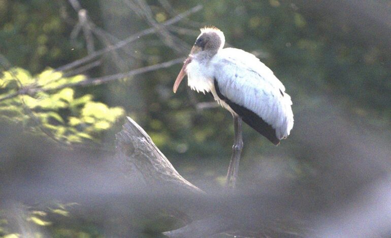Rare Wood Stork Spotted 1,000 Miles From Home in Wisconsin