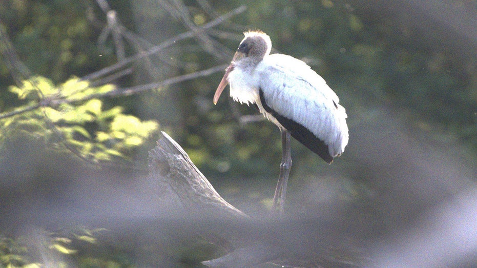Rare Wood Stork Spotted 1,000 Miles From Home in Wisconsin