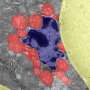 Research Uncovers Mitochondrial Impact on Cellular Identity Shift