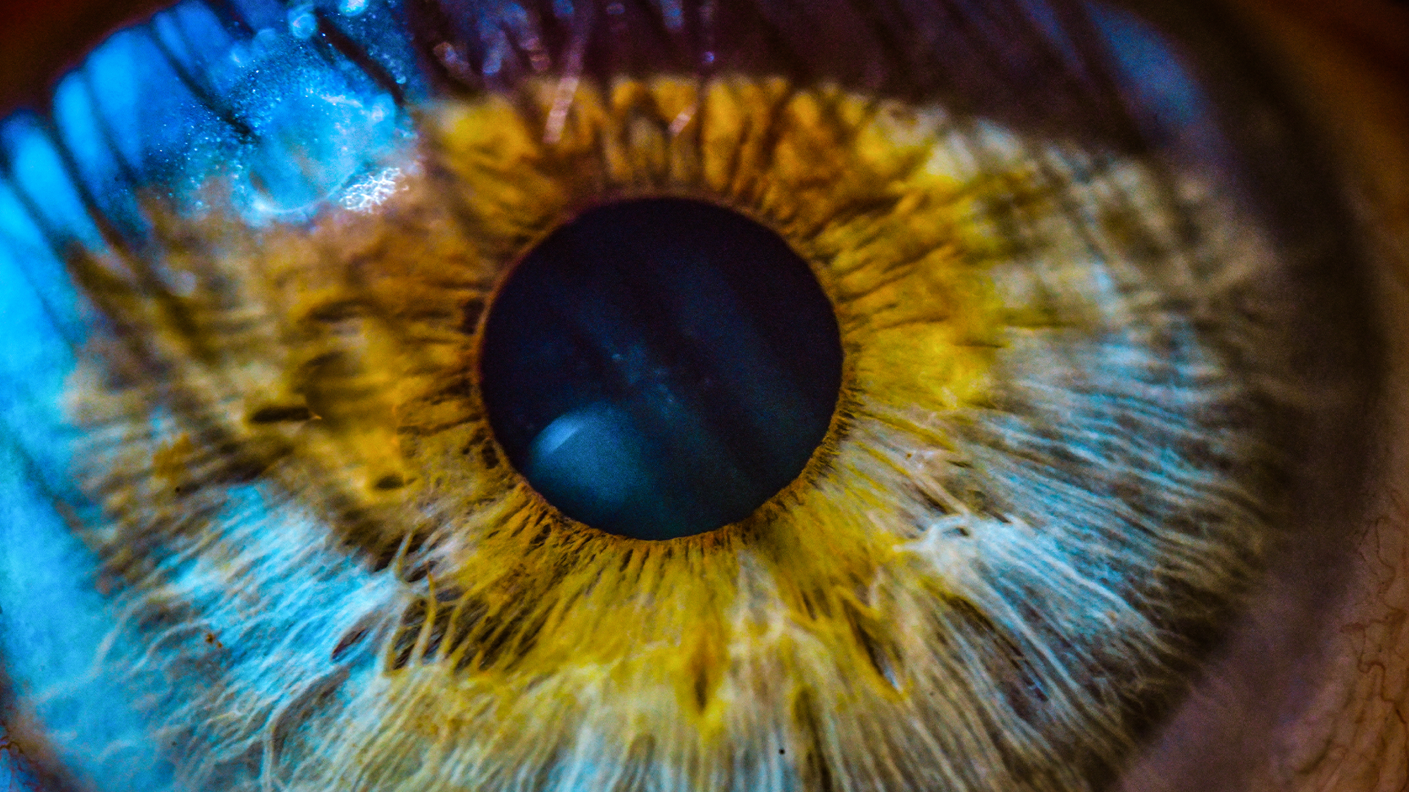 Researchers Explore Non-Laser Method for Vision Correction Using Rabbits