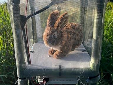 Robot Rabbits Deployed in Florida to Combat Invasive Pythons