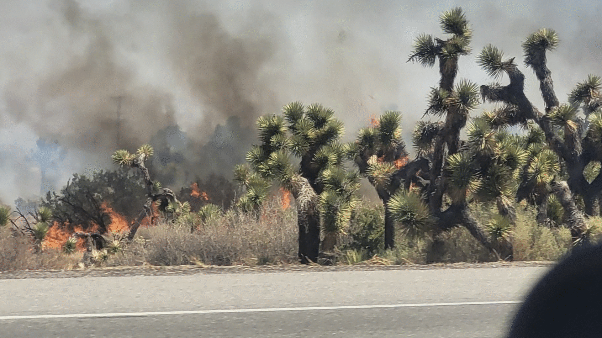 Sunny Fire Contained at 1.5 Acres in Pinon Hills, No Injuries