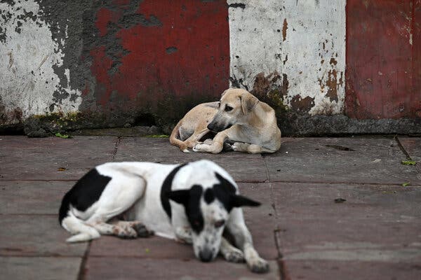 Supreme Court Orders New Delhi to Address Stray Dog Crisis