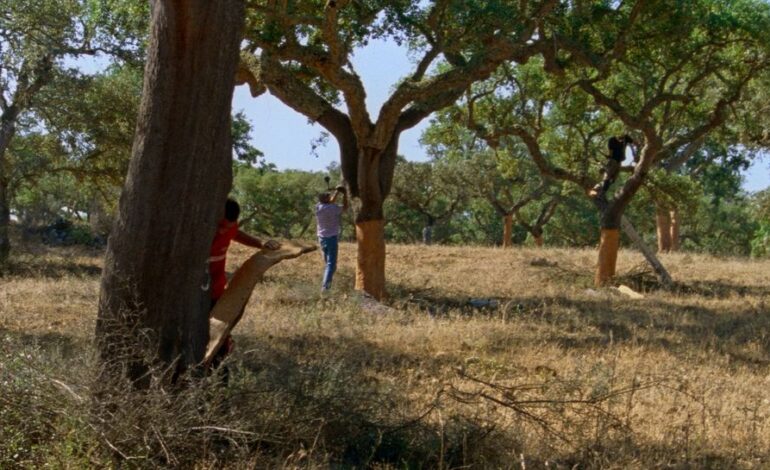 ‘The Seasons’ Premieres at Locarno Film Festival, Unveiling Shared Histories