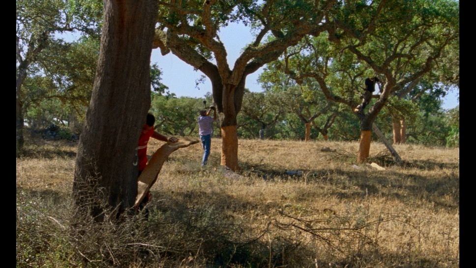 ‘The Seasons’ Premieres at Locarno Film Festival, Unveiling Shared Histories
