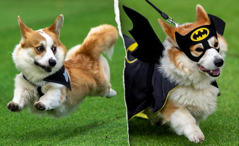 Thousands Join Exciting Corgi Race in Vilnius This Weekend