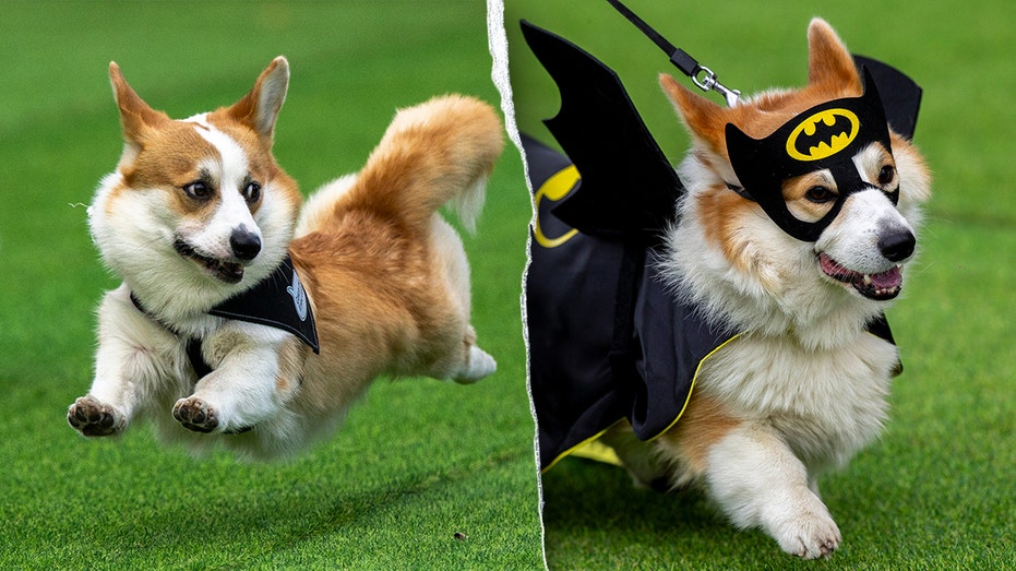 Thousands Join Exciting Corgi Race in Vilnius This Weekend