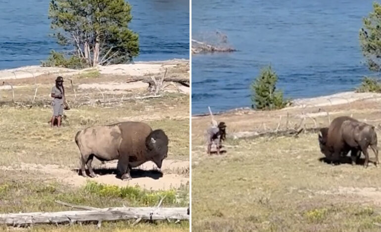 Tourist Provokes Bison at Yellowstone: Shocking Video Emerges