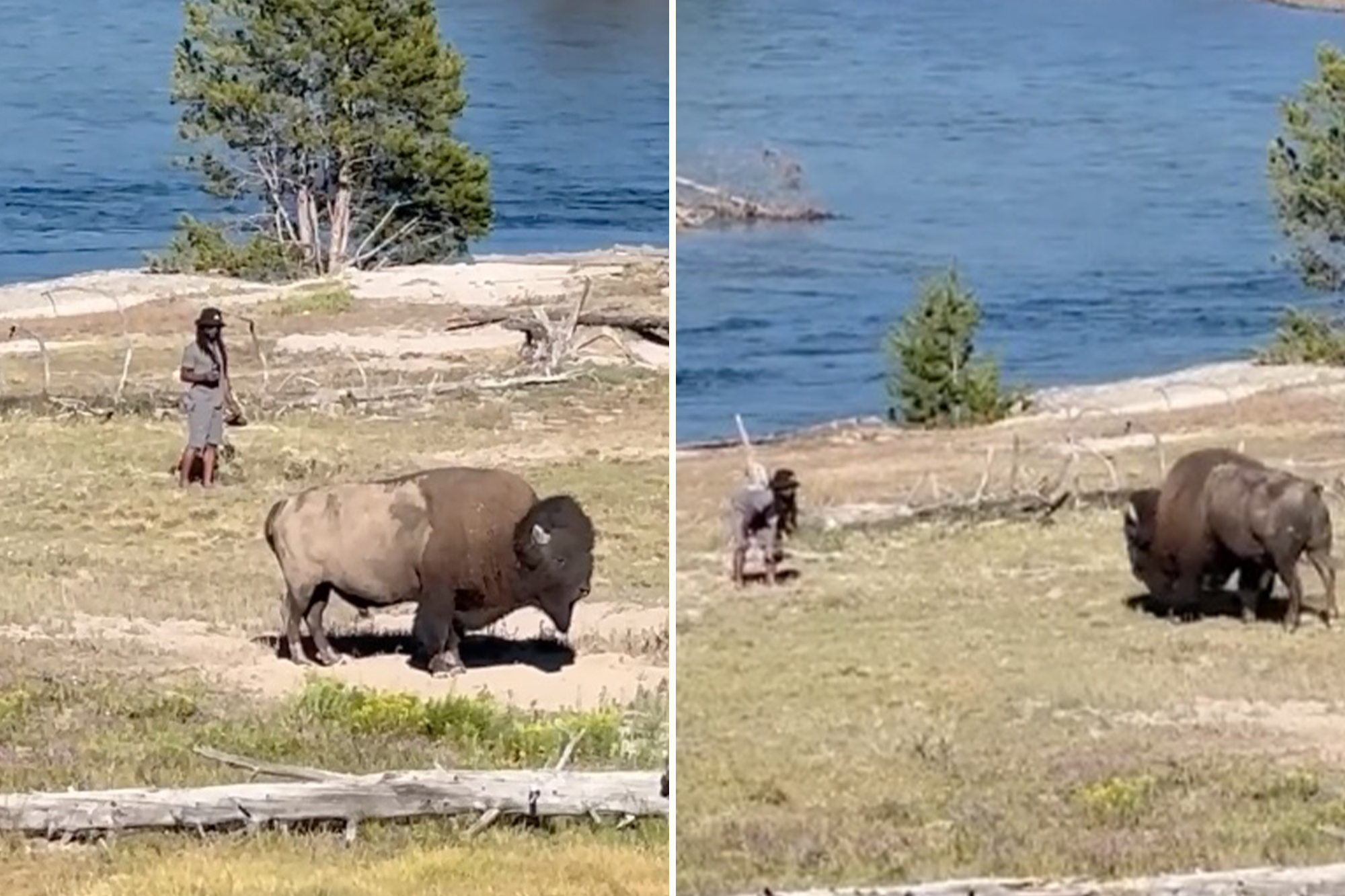 Tourist Provokes Bison at Yellowstone: Shocking Video Emerges