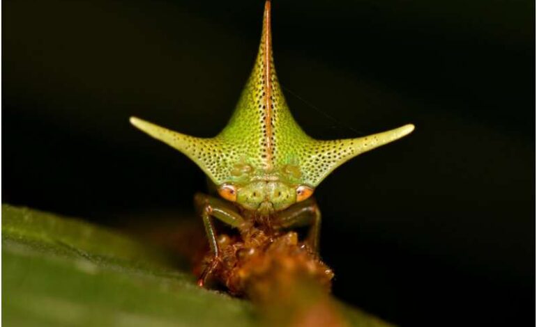 Treehopper Evolution Linked to Static Electricity Detection