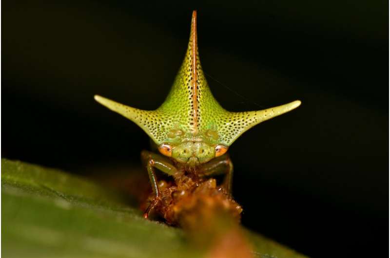 Treehopper Evolution Linked to Static Electricity Detection