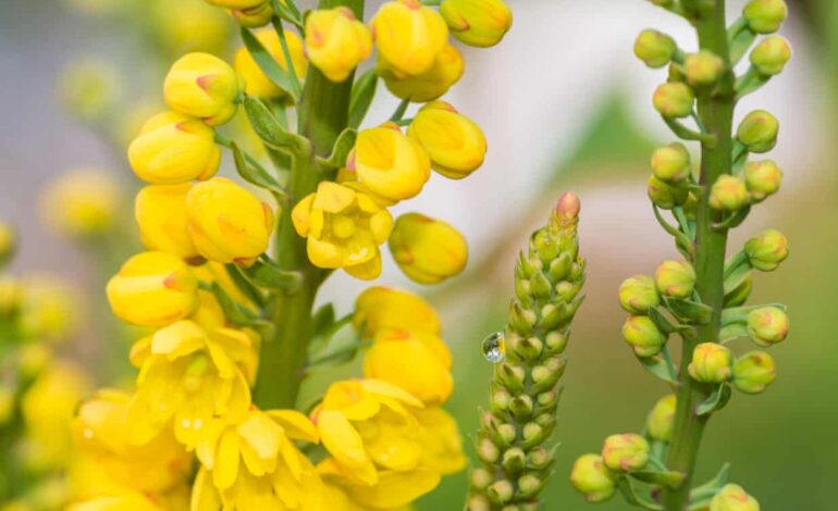 Unique Flower Mechanics Engage Pollinators with Surprising Tactics