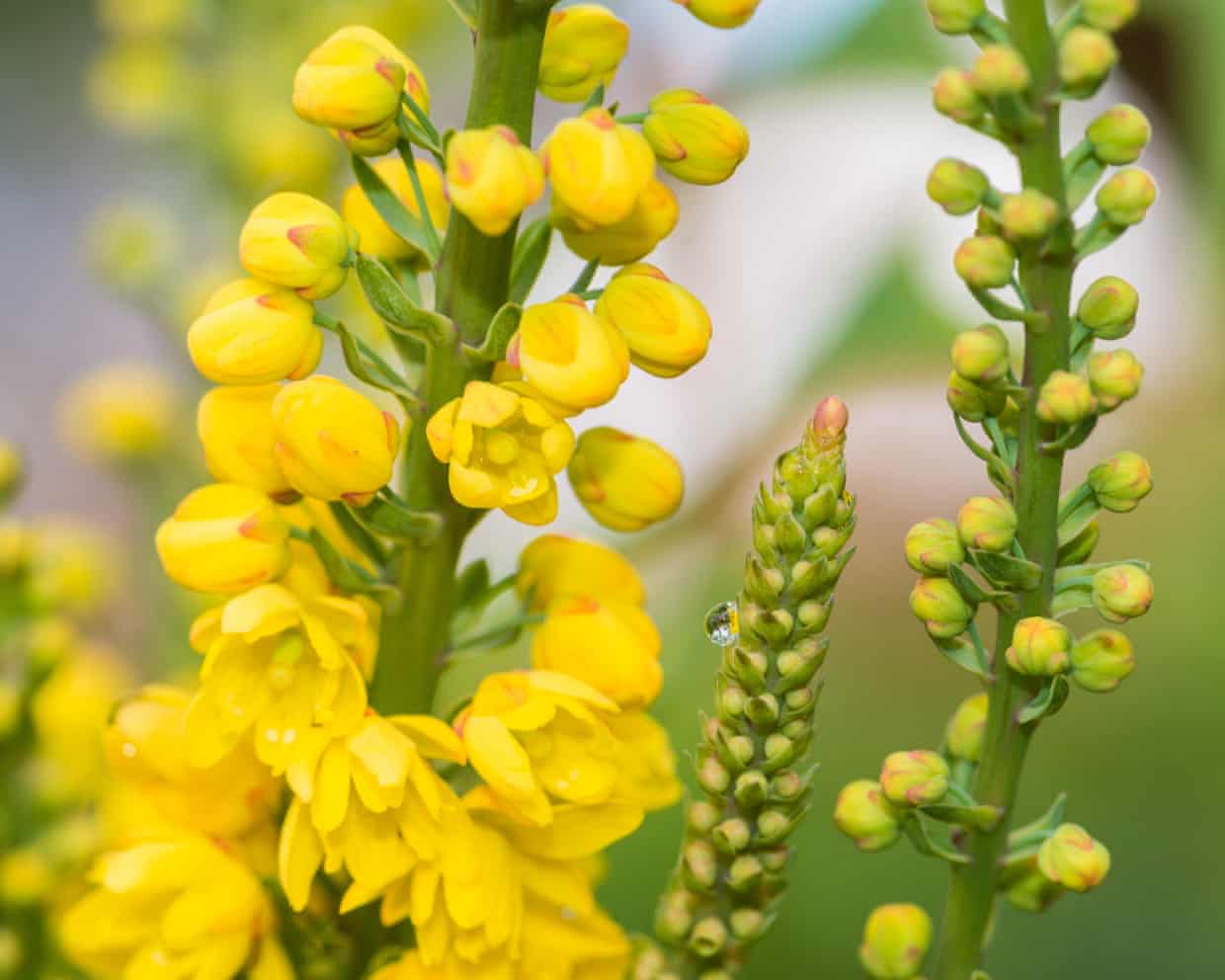 Unique Flower Mechanics Engage Pollinators with Surprising Tactics