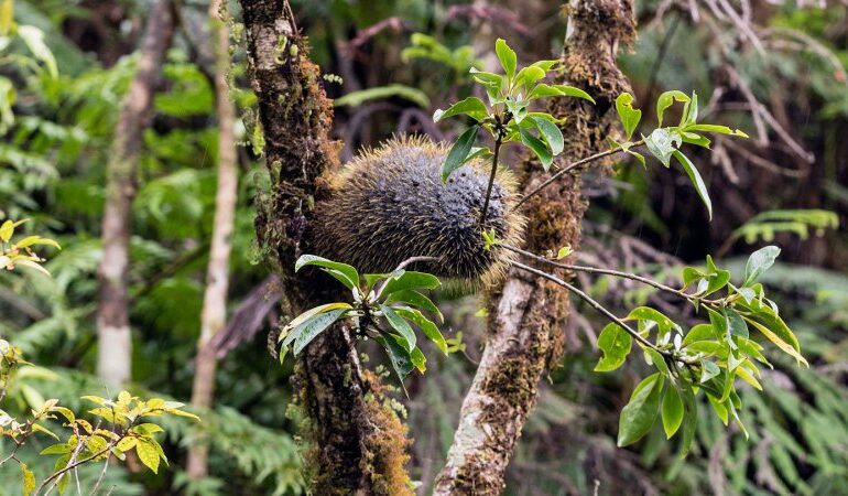 Unique Plants in Fiji Foster Peace Among Warring Ant Species