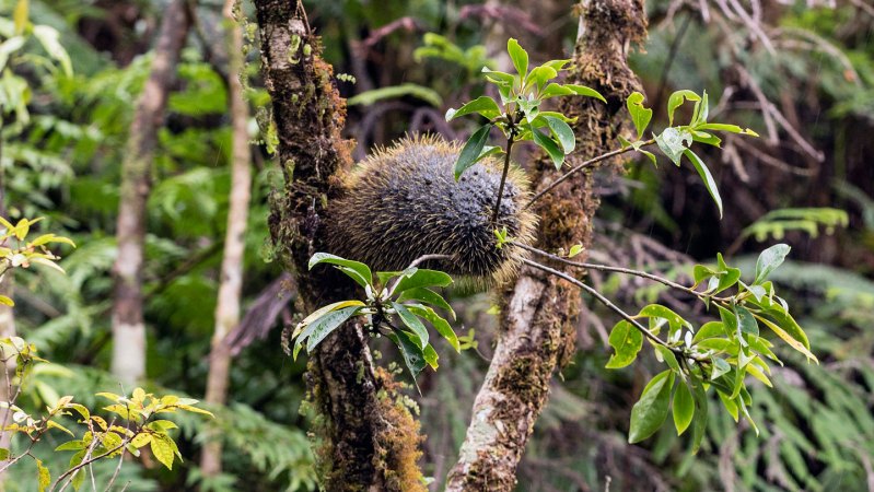 Unique Plants in Fiji Foster Peace Among Warring Ant Species