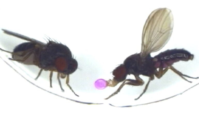 Unique Protein Triggers Love-Induced Vomiting in Fruit Flies