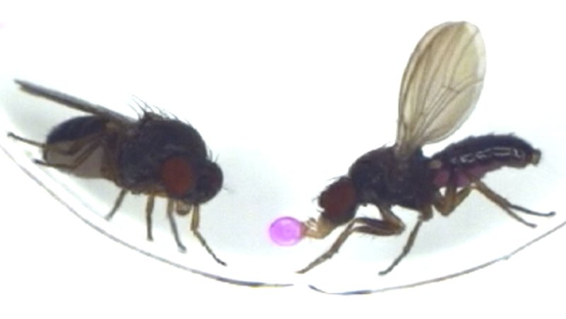 Unique Protein Triggers Love-Induced Vomiting in Fruit Flies