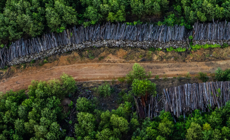 Urgent Alert: R.V. Industry Faces Tropical Hardwood Crisis